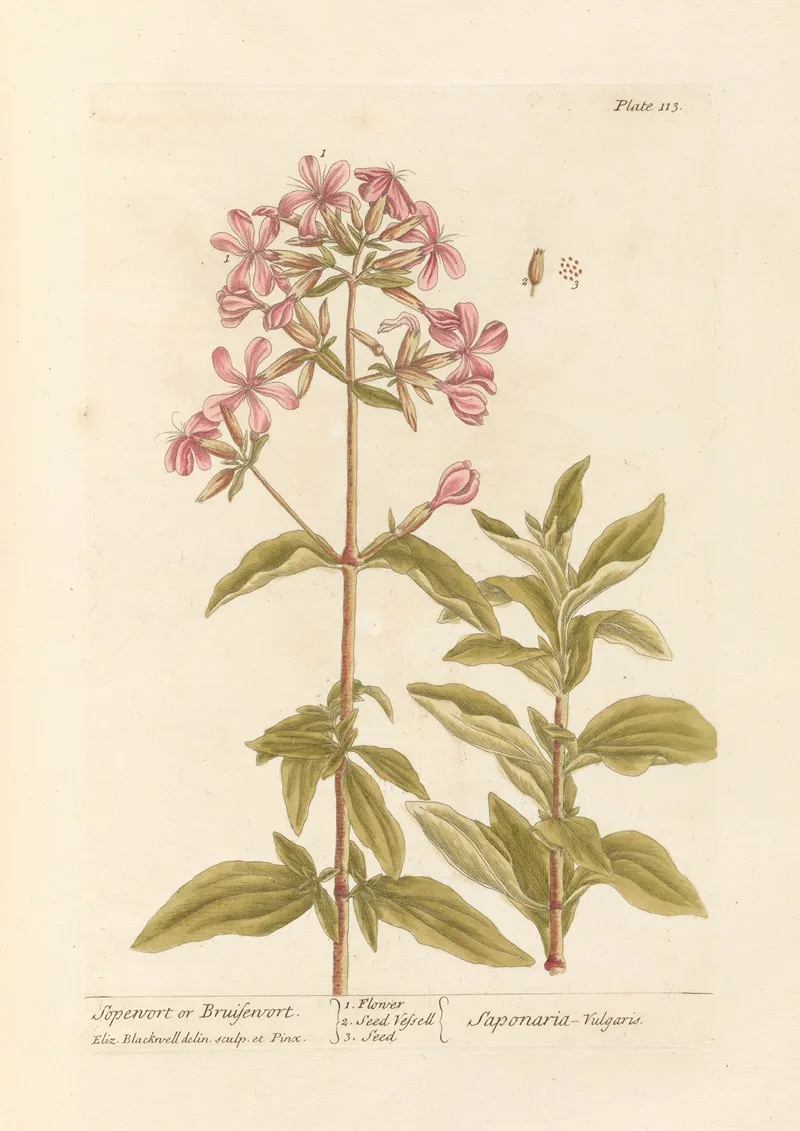 Sopewort Or Bruisewort Wall Art by Elizabeth Blackwell - High-Resolution Digital Print