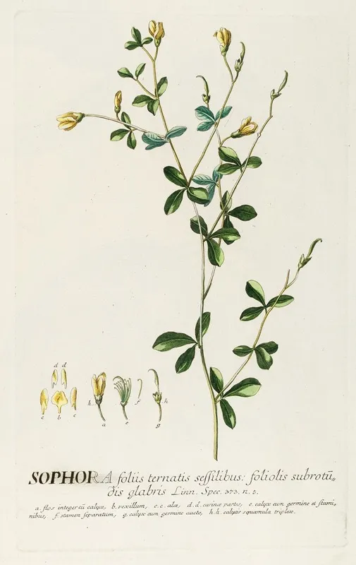 Sophora Ii Wall Art by Georg Dionysius Ehret - High-Resolution Digital Print