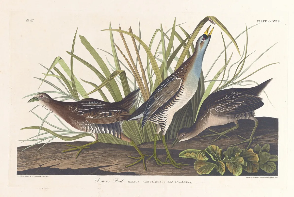 Sora Or Rail Wall Art by John James Audubon - High-Resolution Digital Print