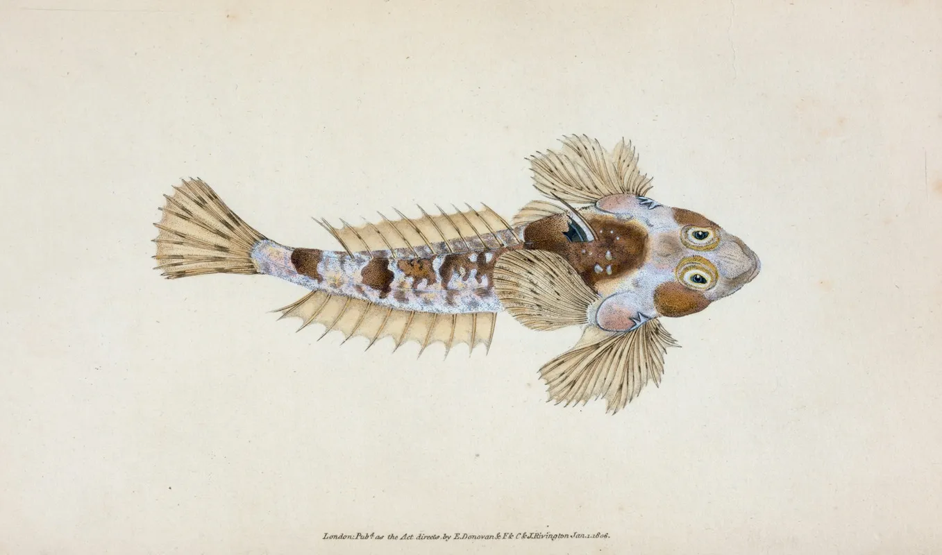 Sordit Dragonet Callionymus Dracunculus Wall Art by Edward Donovan - High-Resolution Digital Print