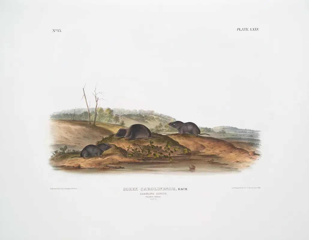 Sorex Carolinensis Carolina Shrew Males Female Natural Size Wall Art by John Woodhouse Audubon - High-Resolution Digital Print