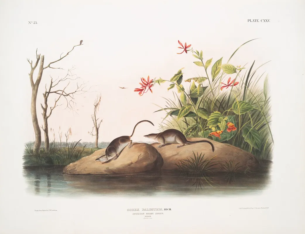 Sorex Palustris American Marsh Shrew Males Natural Size Wall Art by John Woodhouse Audubon - High-Resolution Digital Print