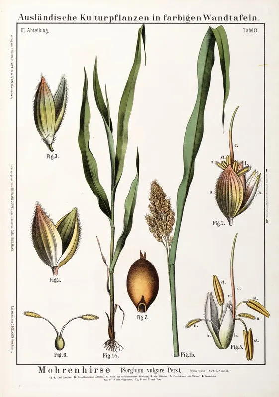 Sorghum Vulgare Sorghum Wall Art by Hermann Zippel - High-Resolution Digital Print