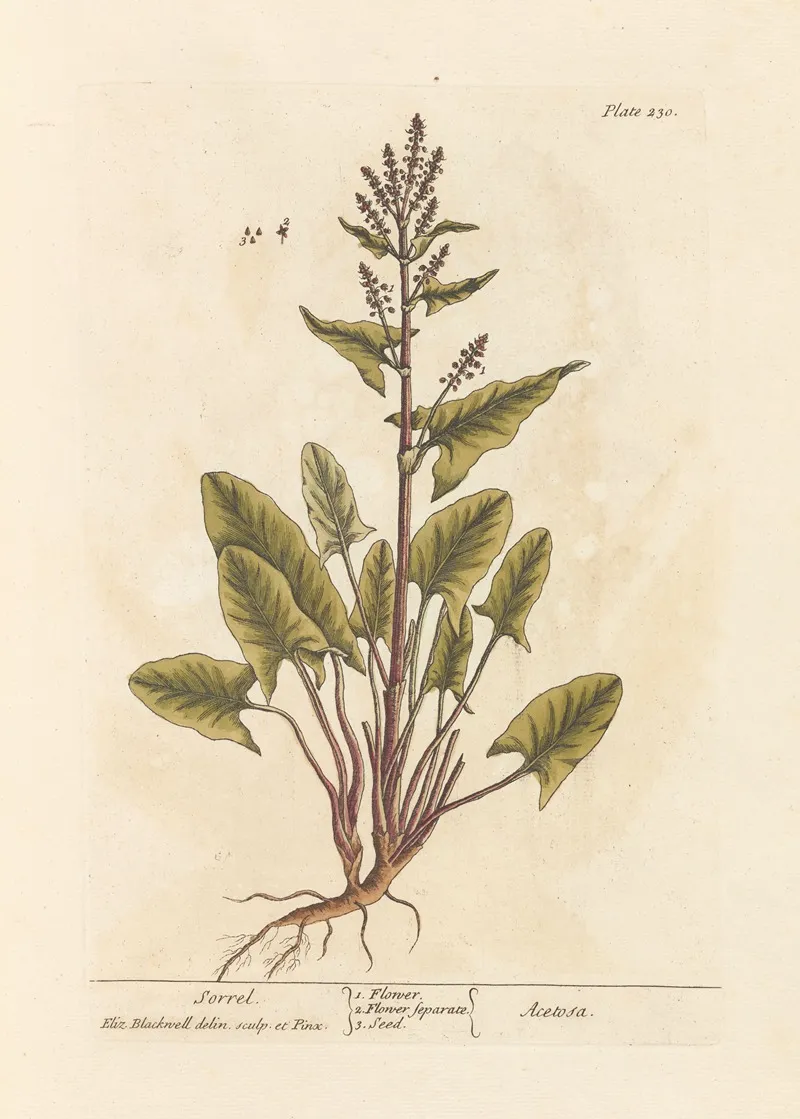 Sorrel Wall Art by Elizabeth Blackwell - High-Resolution Digital Print