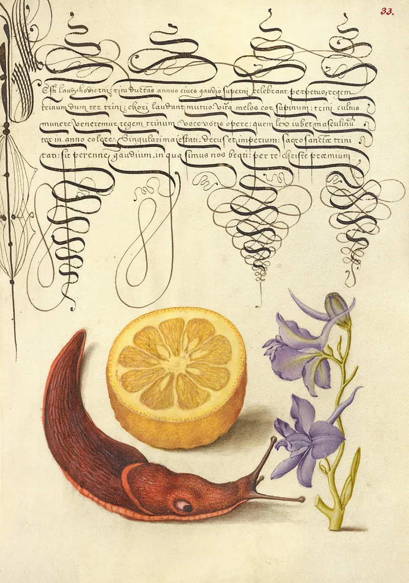 Sour Orange Terrestrial Mollusk And Larkspur