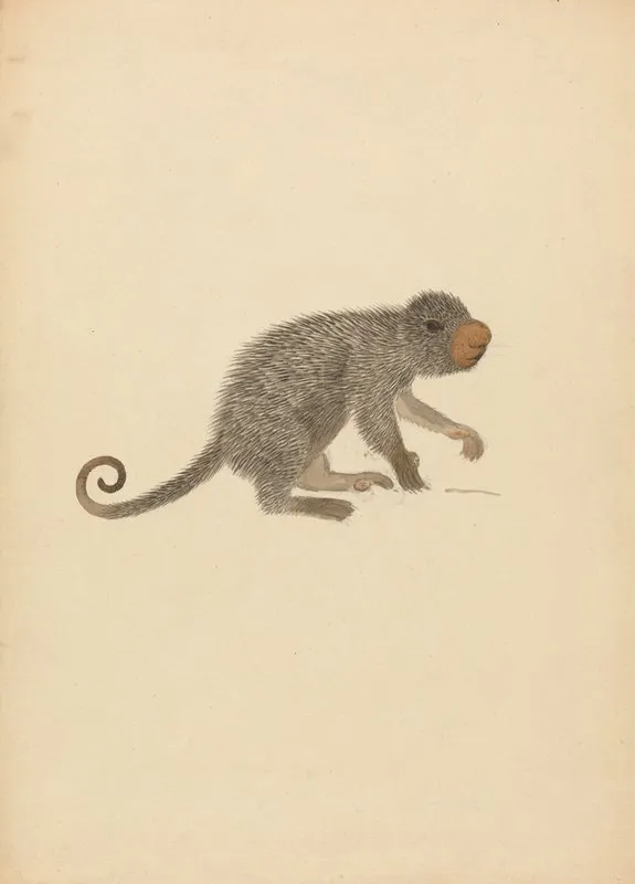 South American Porcupine