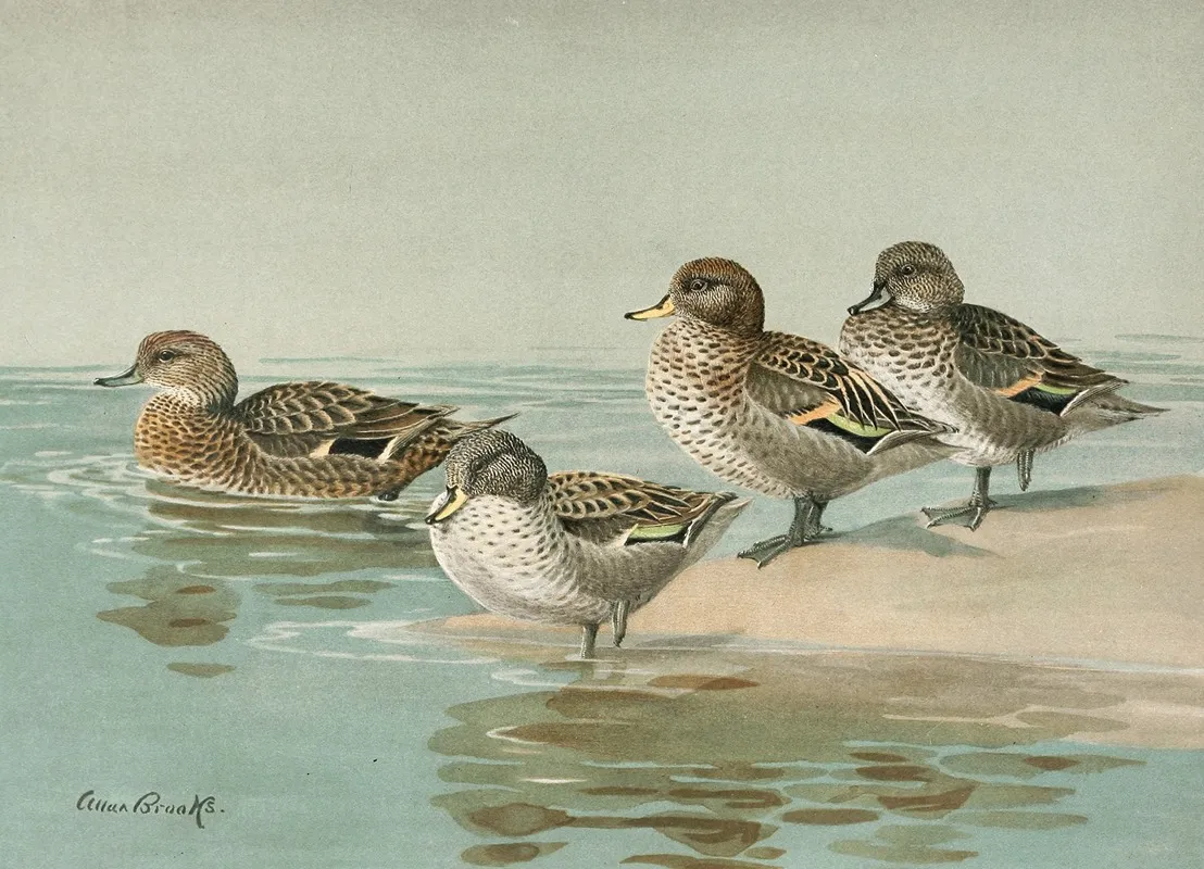 South Georgian Teal Sharp Winged Teal Yellow Billed Teal Andean Teal Wall Art by Allan Brooks - High-Resolution Digital Print
