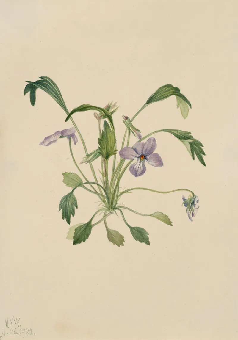 Southern Birds Foot Violet Viola Digitata