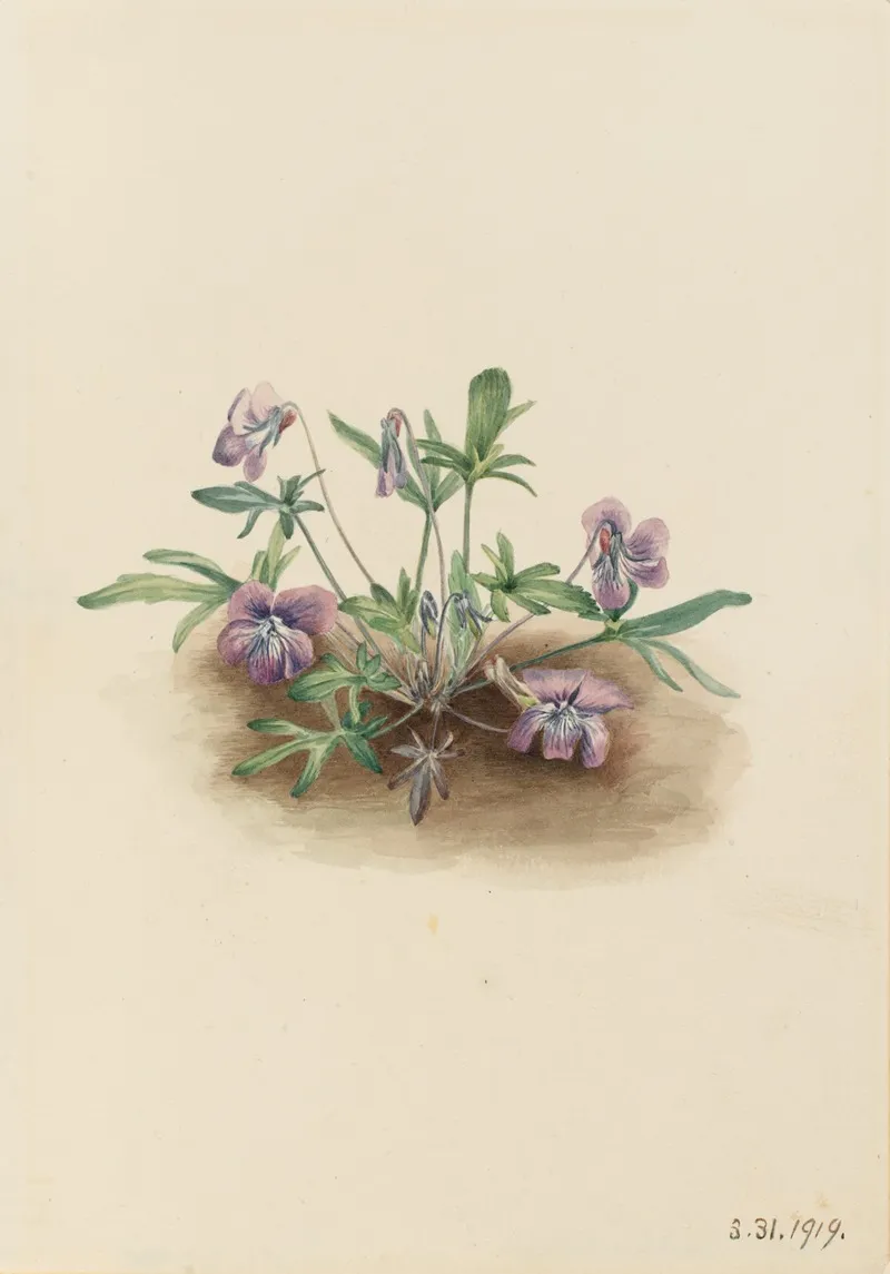 Southern Coast Violet Viola Septemloba 2