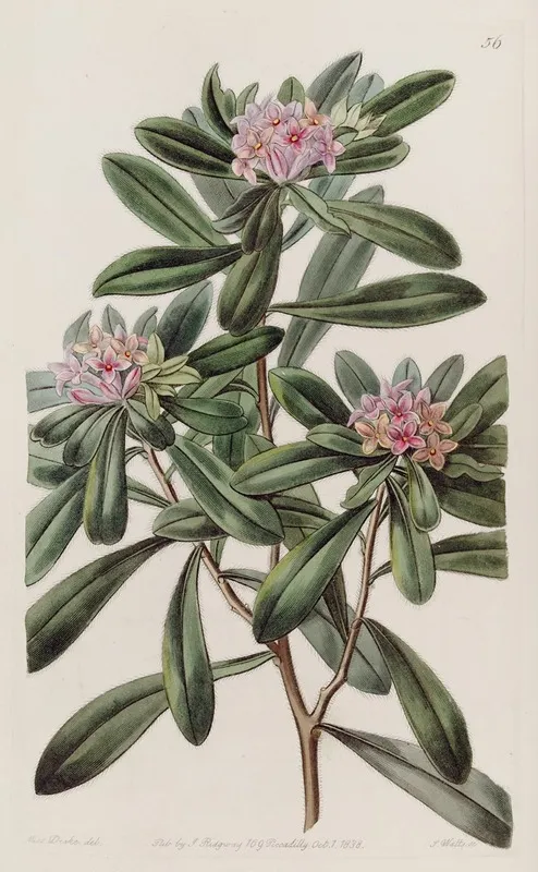 Southern Daphne Wall Art by Sydenham Edwards - High-Resolution Digital Print