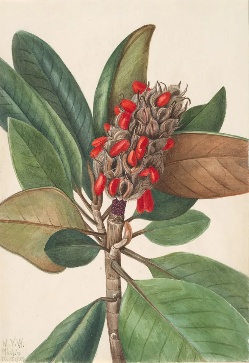 Southern Magnolia Magnolia Grandiflora