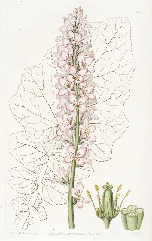 Sowthistle Leaved Francoa Wall Art by Sydenham Edwards - High-Resolution Digital Print