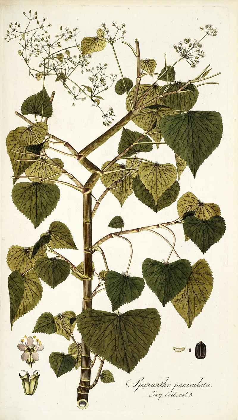 Spananthe Paniculata Wall Art by Nikolaus Joseph Freiherr von Jacquin - High-Resolution Digital Print