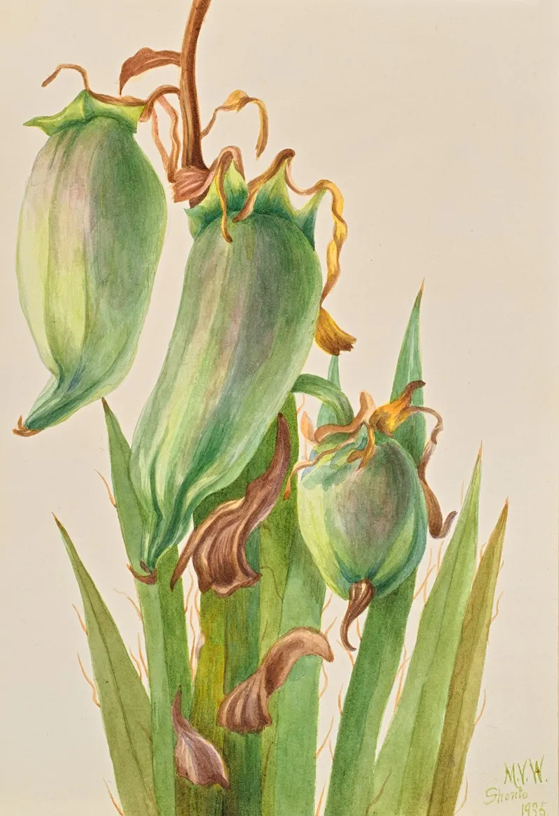 Spanish Bayonet Yucca Baccata