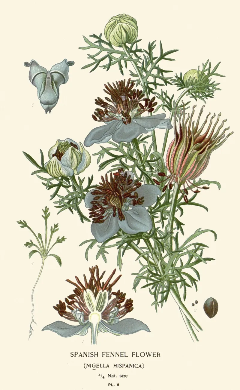Spanish Fennel Flower Wall Art by Edward Step - High-Resolution Digital Print