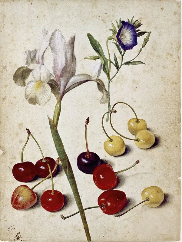 Spanish Iris Morning Glory And Cherries Wall Art by Georg Flegel - High-Resolution Digital Print