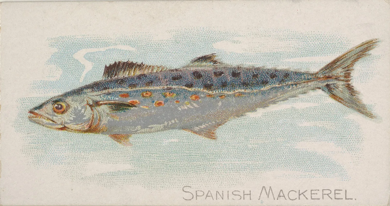 Spanish Mackerel Wall Art by Allen &amp; Ginter - High-Resolution Digital Print