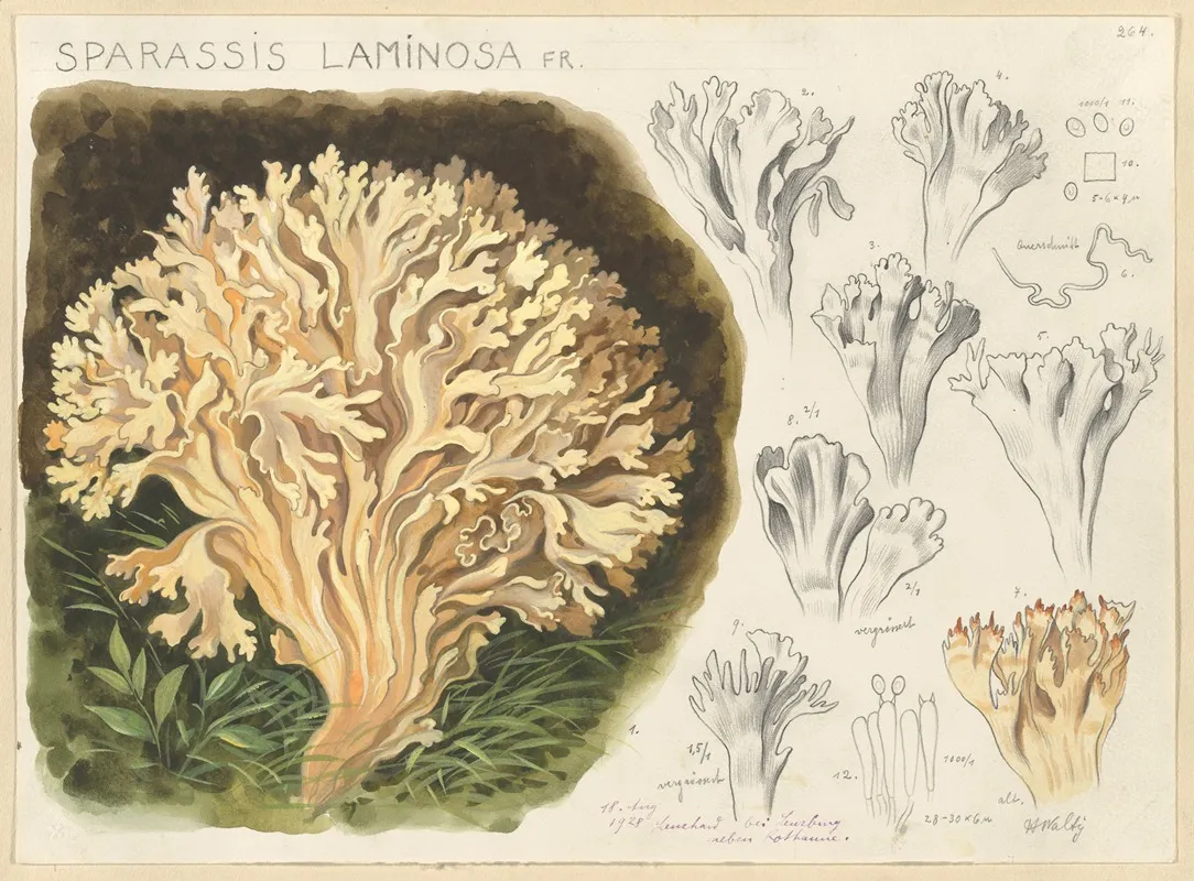 Sparassis Laminosa Fr Wall Art by Hans Walty - High-Resolution Digital Print