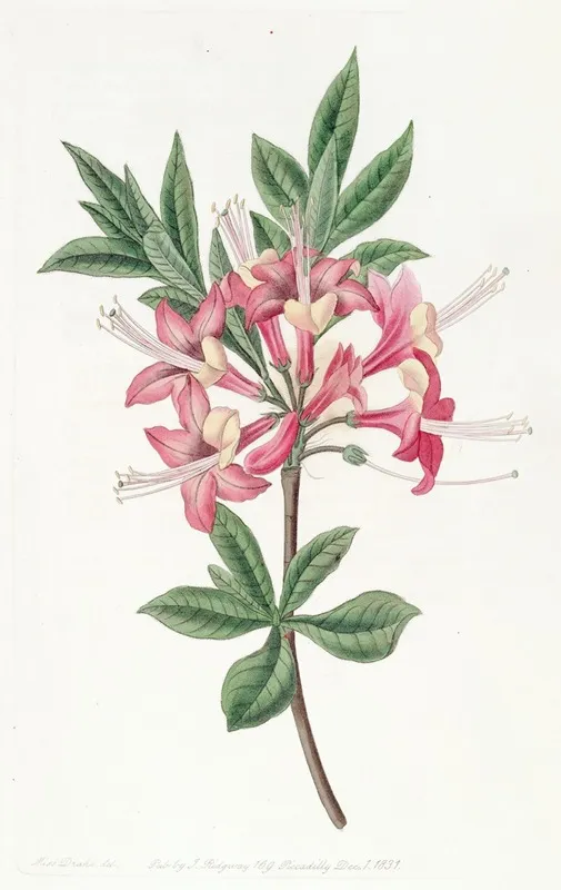 Sparkling Azalea Wall Art by Sydenham Edwards - High-Resolution Digital Print