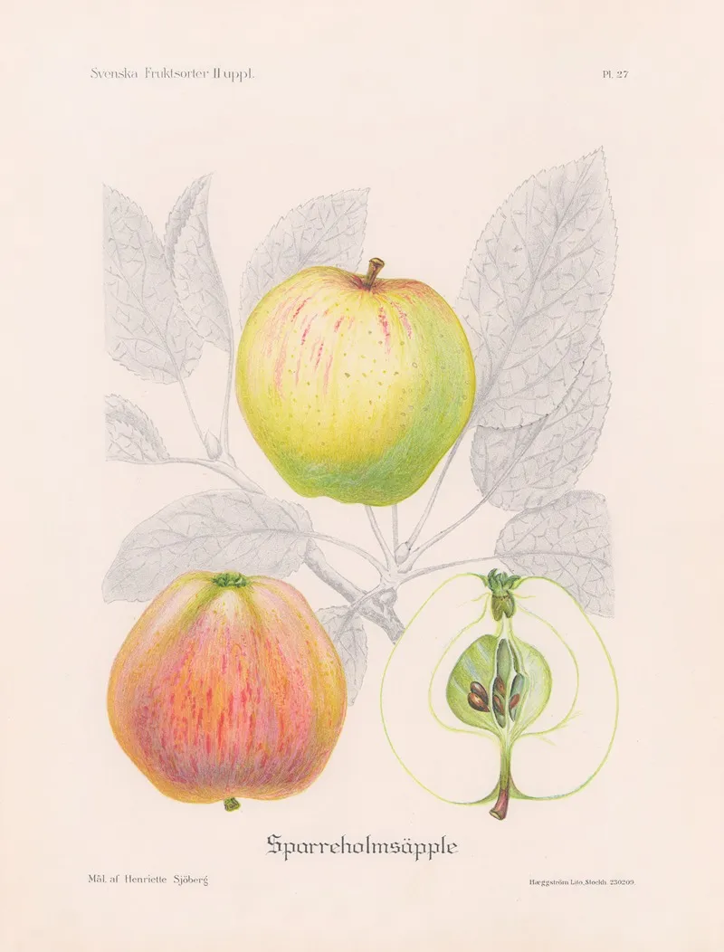 Sparreholmsapple Wall Art by Henriette Sjöberg - High-Resolution Digital Print