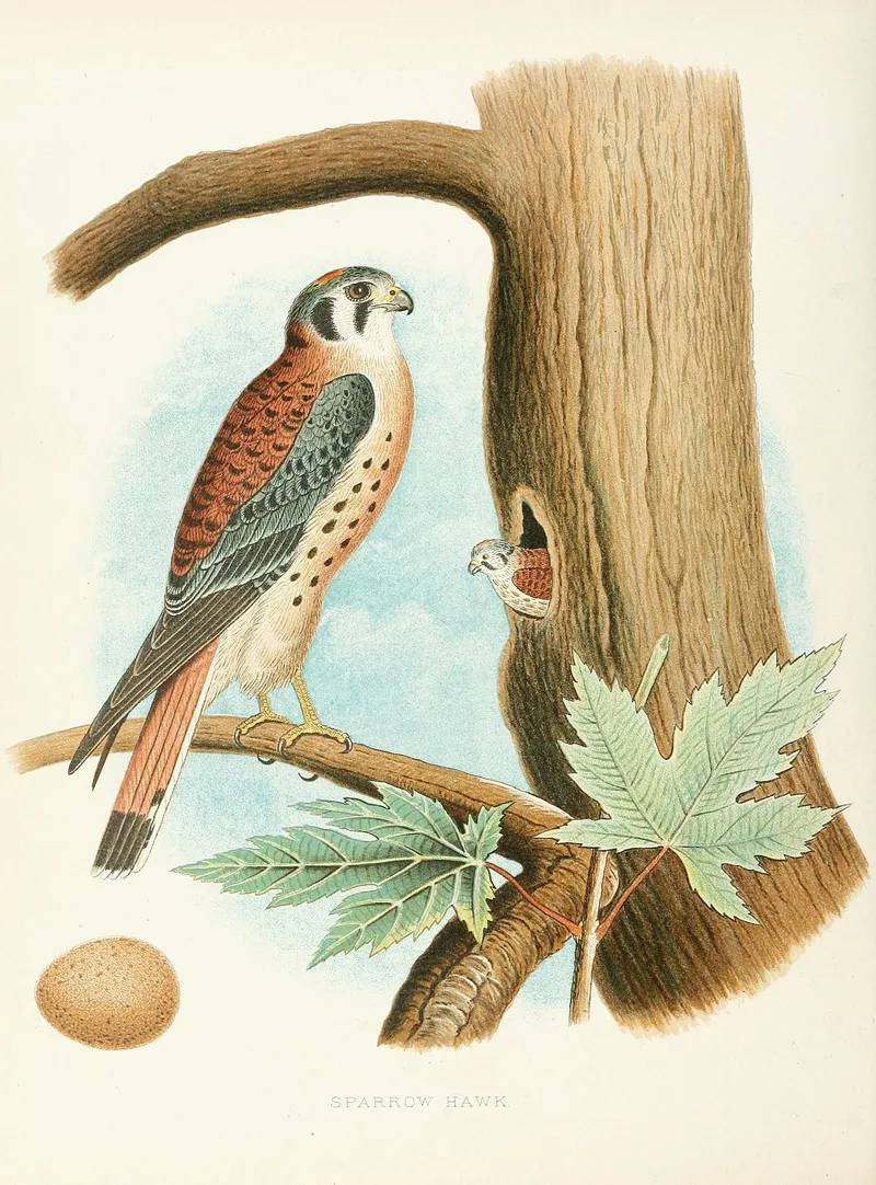 Sparrow Hawk Wall Art by Edwin L. Sheppard - High-Resolution Digital Print