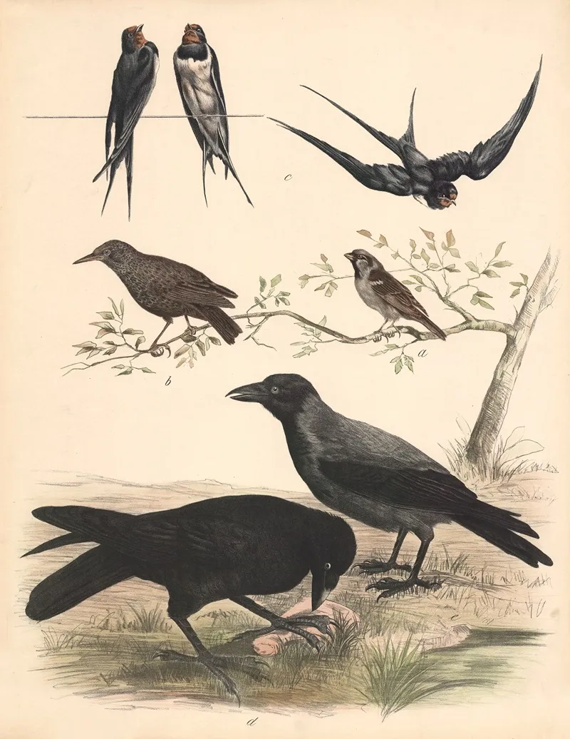 Sparrow Starling Swallow Raven Crow Wall Art by Franz Engleder - High-Resolution Digital Print