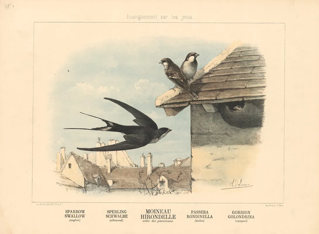 Sparrow Swallow