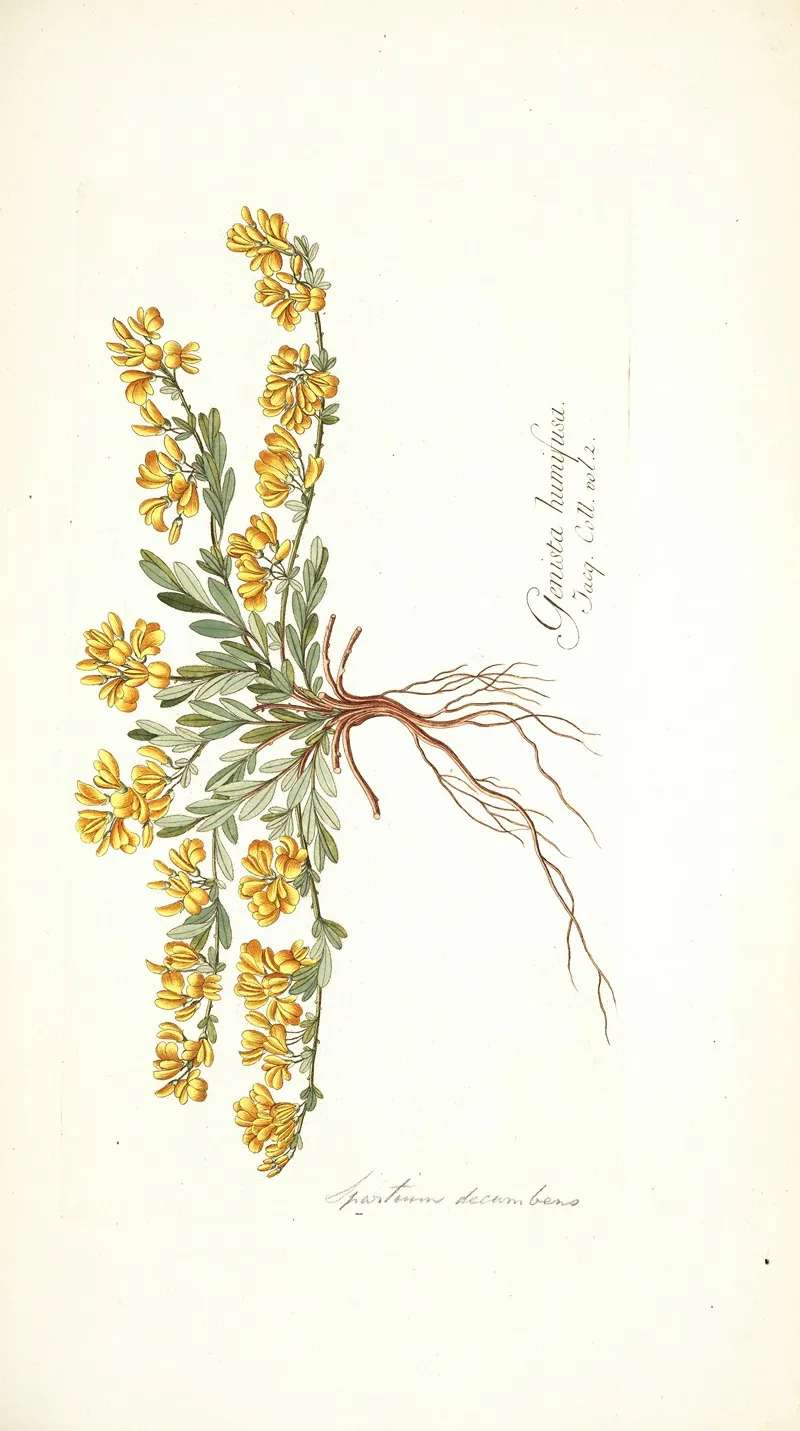 Spartium Decumbens Wall Art by Nikolaus Joseph Freiherr von Jacquin - High-Resolution Digital Print