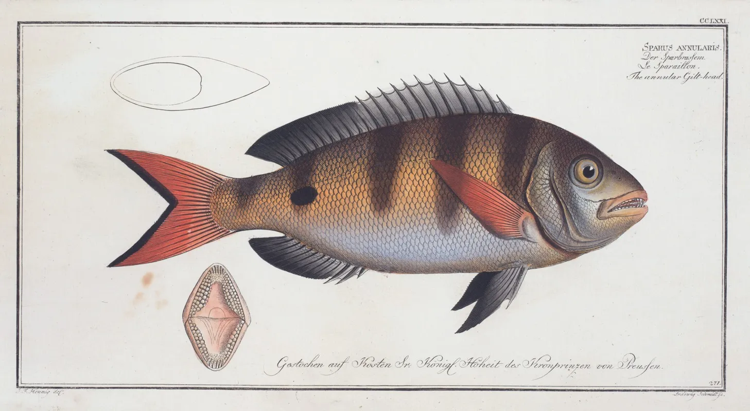 Sparus Annularis The Annular Gilt Head Wall Art by Marcus Elieser Bloch - High-Resolution Digital Print