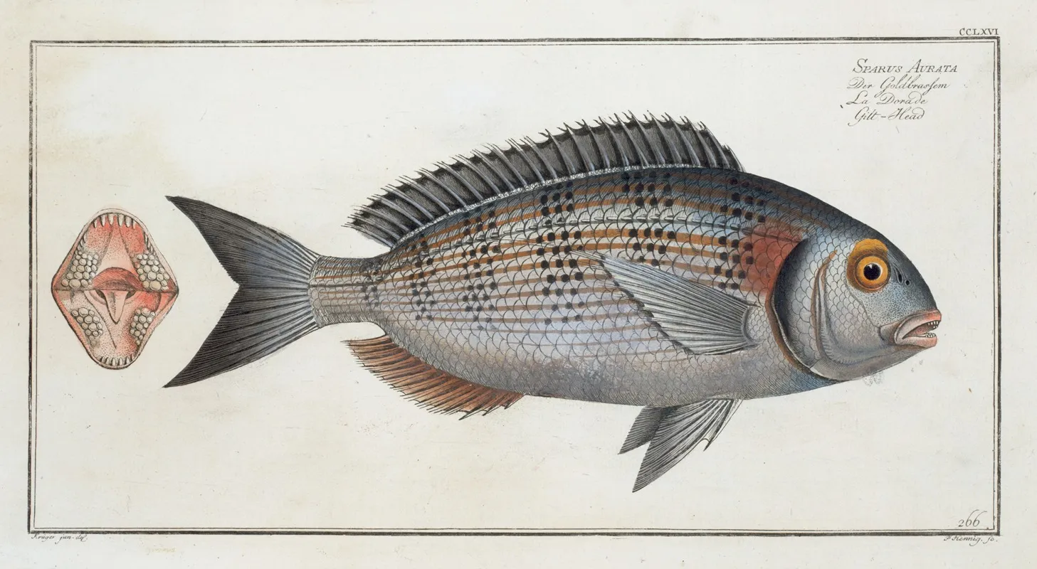 Sparus Aurata Gilt Head Wall Art by Marcus Elieser Bloch - High-Resolution Digital Print