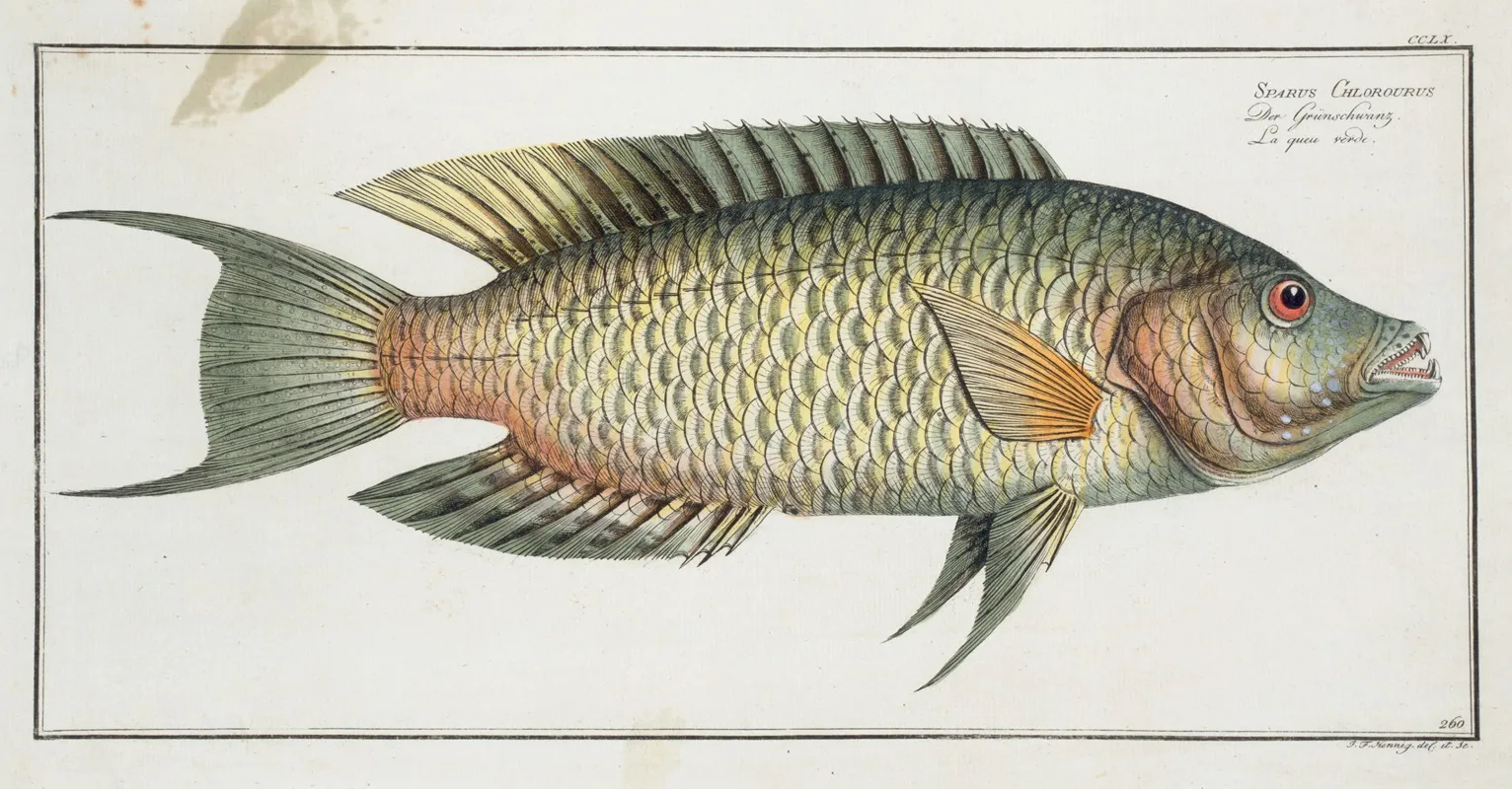 Sparus Chlorourus Wall Art by Marcus Elieser Bloch - High-Resolution Digital Print