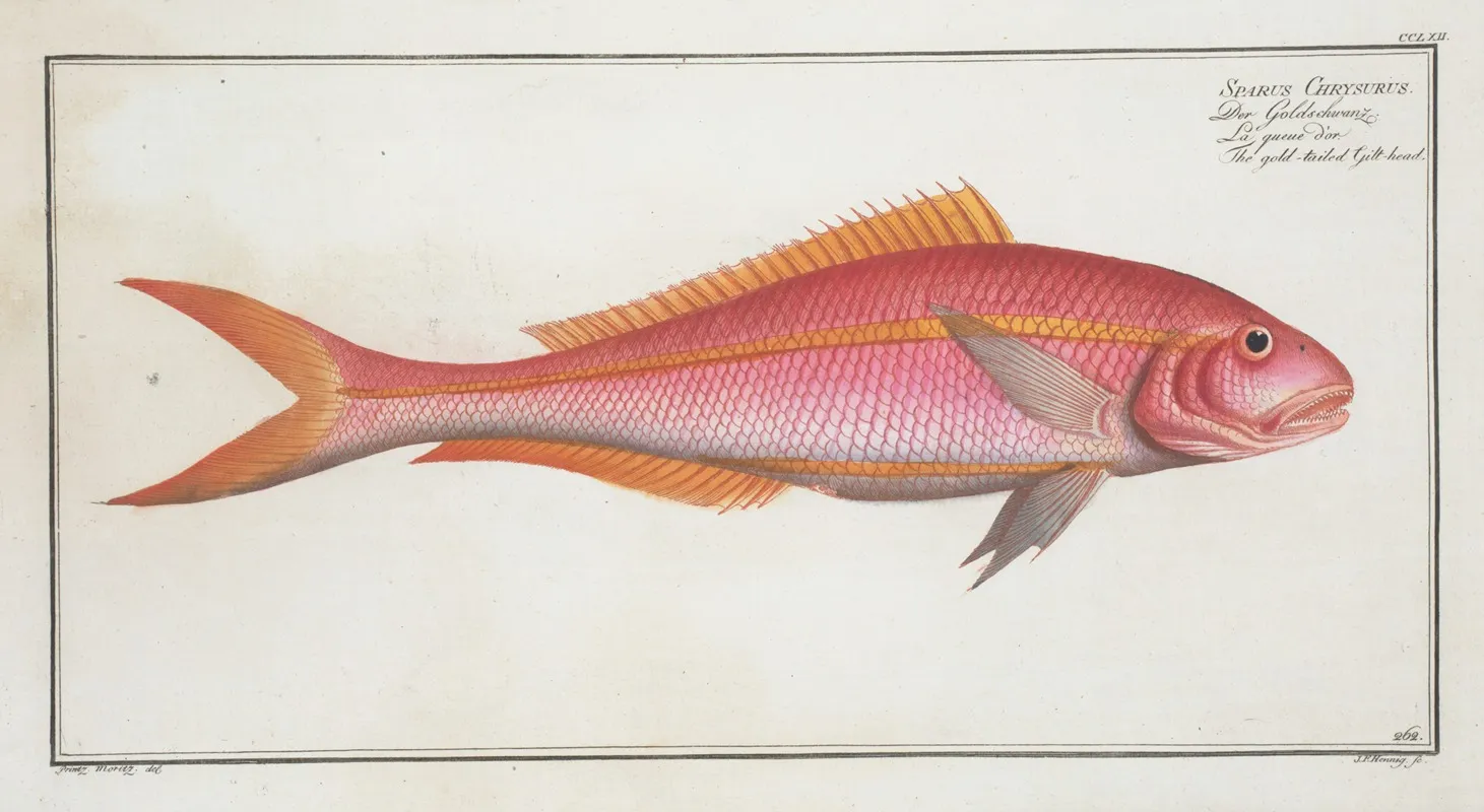 Sparus Chrysurus The Gold Tailed Gilt Head Wall Art by Marcus Elieser Bloch - High-Resolution Digital Print