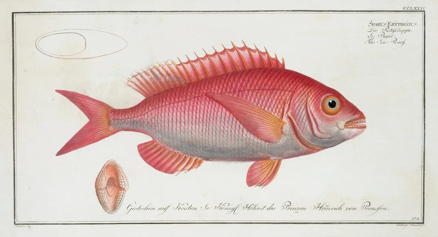 Sparus Erythrinus The Sea Roach Rough Wall Art by Marcus Elieser Bloch - High-Resolution Digital Print