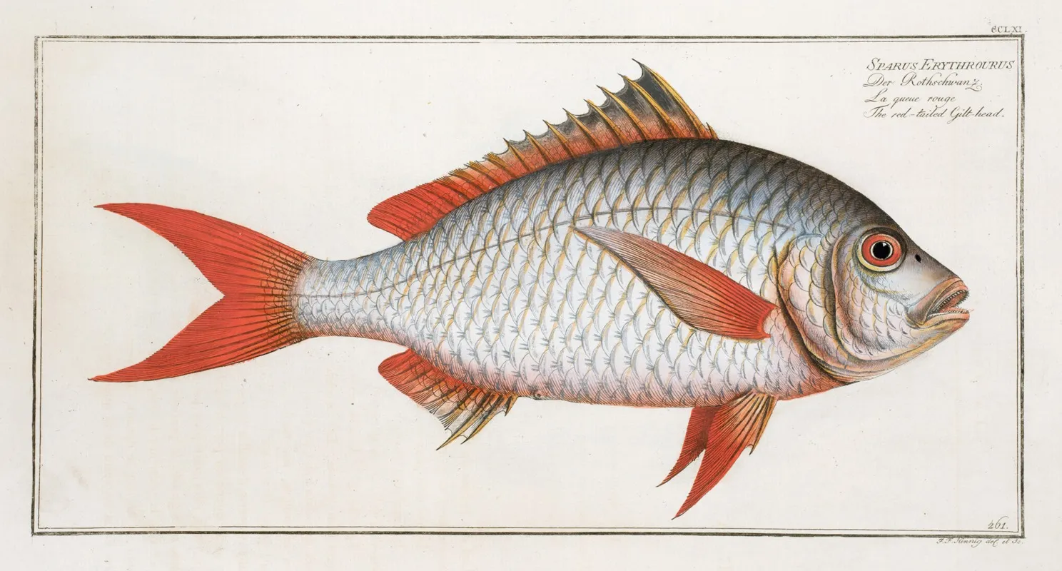 Sparus Erythrourus The Red Tailed Gilt Head Wall Art by Marcus Elieser Bloch - High-Resolution Digital Print