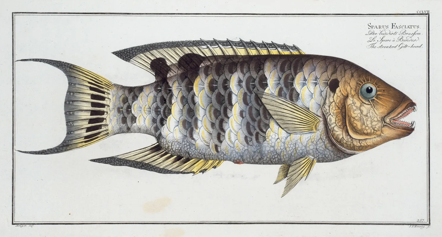 Sparus Fasciatus The Streaked Gilt Head Wall Art by Marcus Elieser Bloch - High-Resolution Digital Print