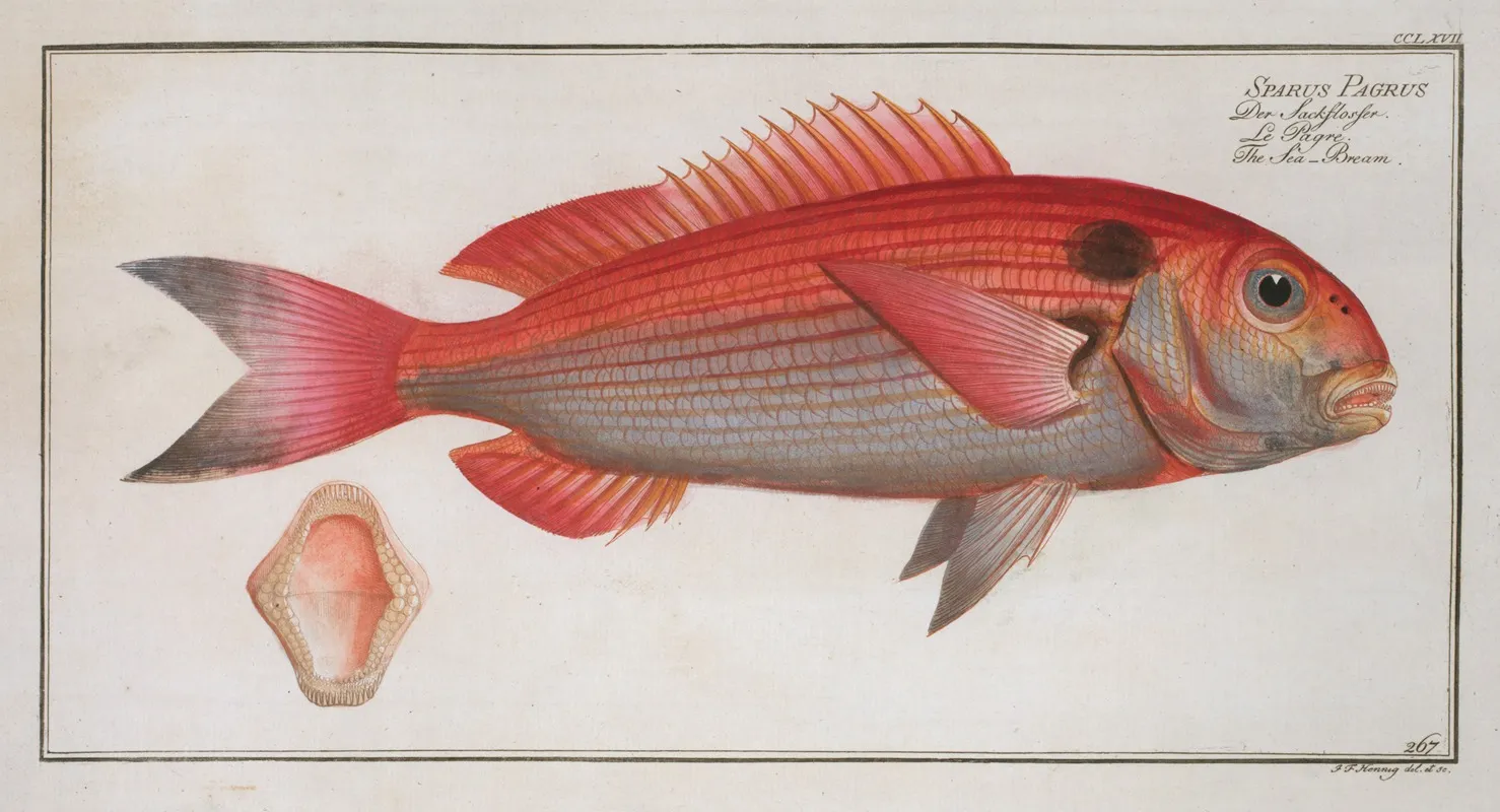 Sparus Pargus The Sea Bream Wall Art by Marcus Elieser Bloch - High-Resolution Digital Print