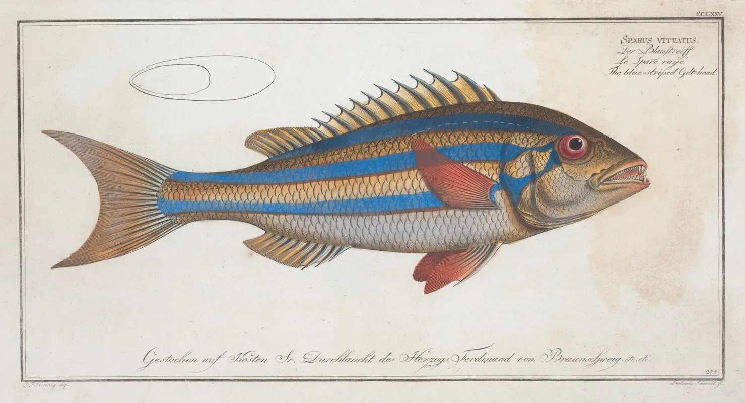 Sparus Vittatus The Blue Striped Gilt Head Wall Art by Marcus Elieser Bloch - High-Resolution Digital Print