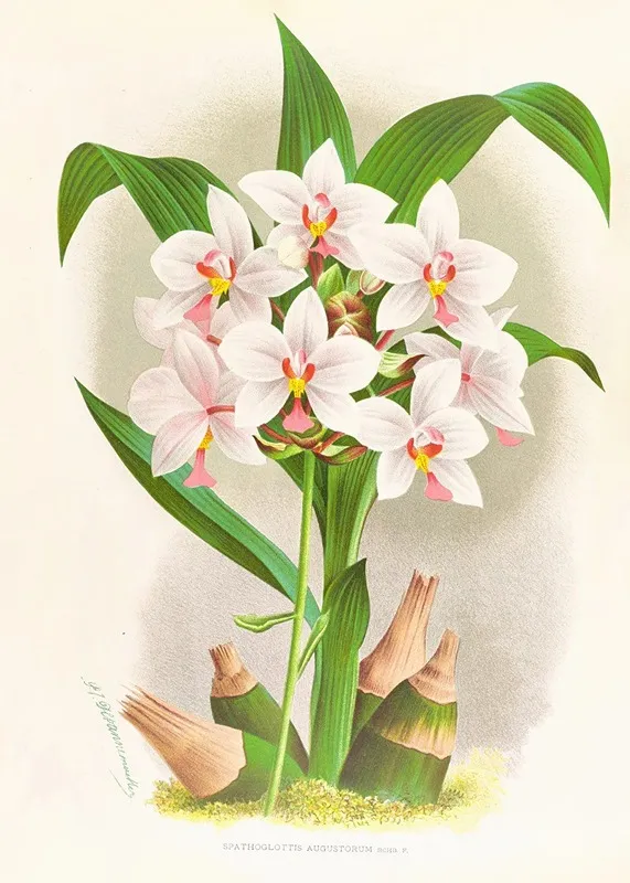 Spathoglottis Augustorum Wall Art by Jean Jules Linden - High-Resolution Digital Print