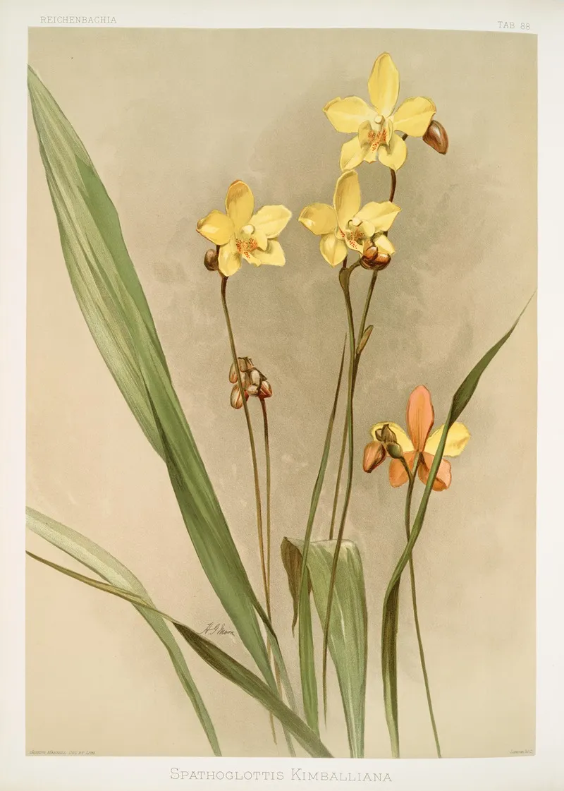 Spathoglottis Kimballiana Wall Art by Frederick Sander - High-Resolution Digital Print