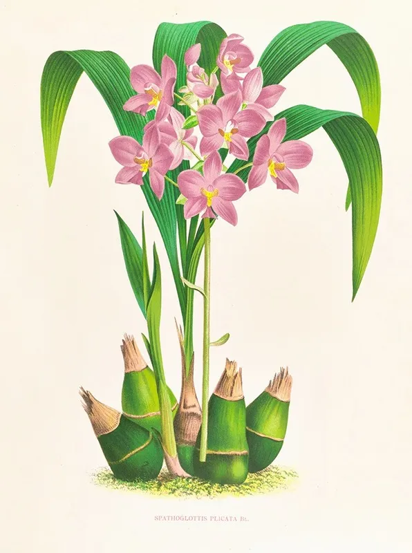 Spathoglottis Plicata Wall Art by Jean Jules Linden - High-Resolution Digital Print