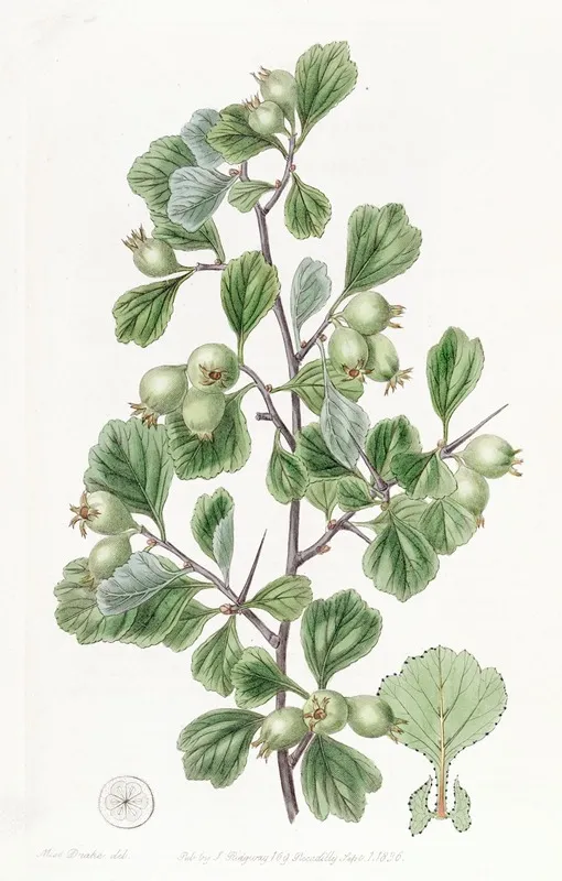 Spathula Leaved Thorn Wall Art by Sydenham Edwards - High-Resolution Digital Print