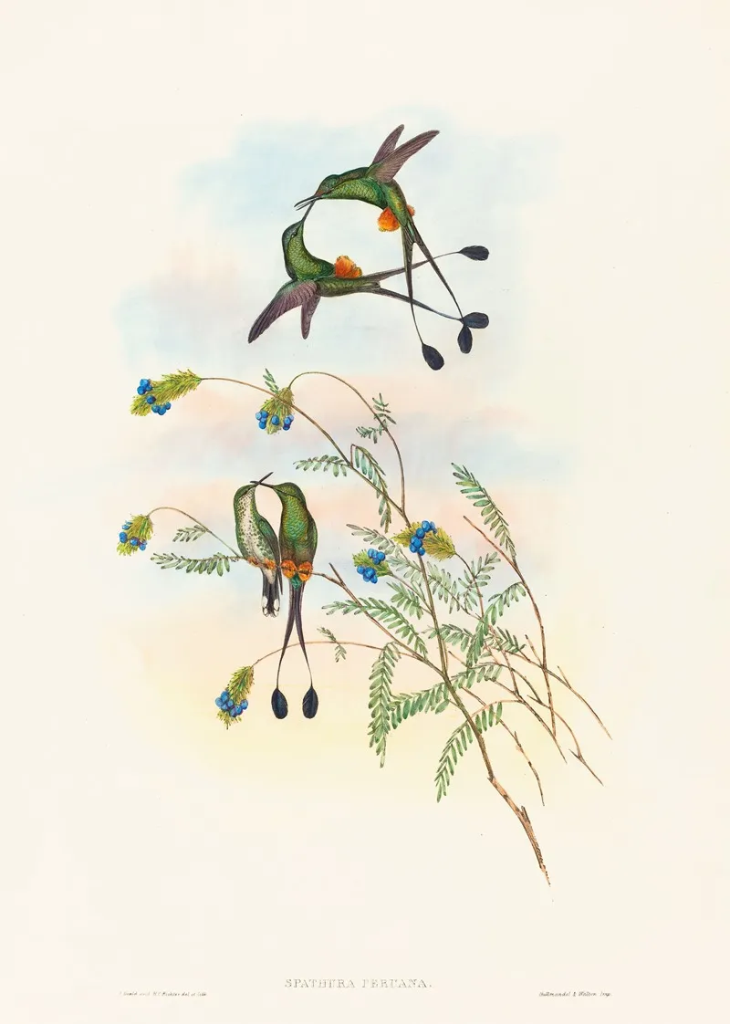 Spathura Peruana Peruvian Racket Tail Wall Art by John Gould - High-Resolution Digital Print