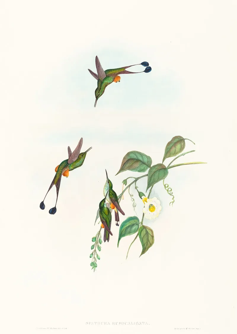 Spathura Rufocaligata Red Booted Racket Tail Wall Art by John Gould - High-Resolution Digital Print