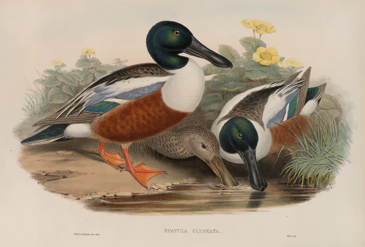 Spatula Clypeata Shoveller Duck Wall Art by John Gould - High-Resolution Digital Print
