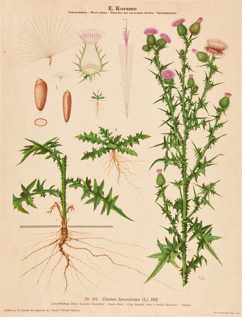 Spear Thistle Wall Art by Knut Quelprud - High-Resolution Digital Print