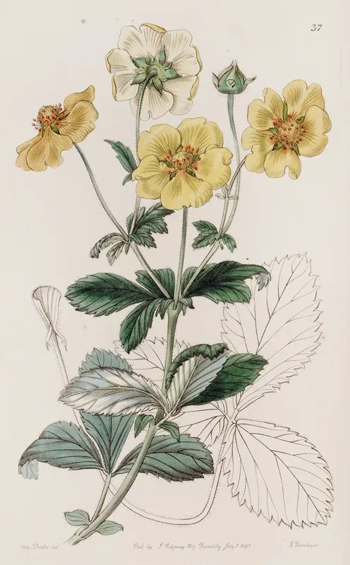 Specious Cinquefoil Wall Art by Sydenham Edwards - High-Resolution Digital Print