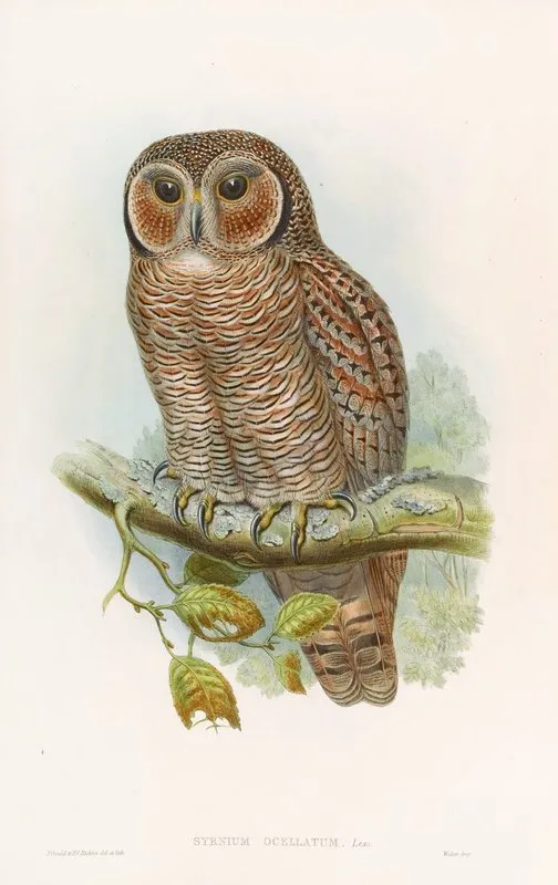 Speckled Wood Owl Wall Art by John Gould - High-Resolution Digital Print