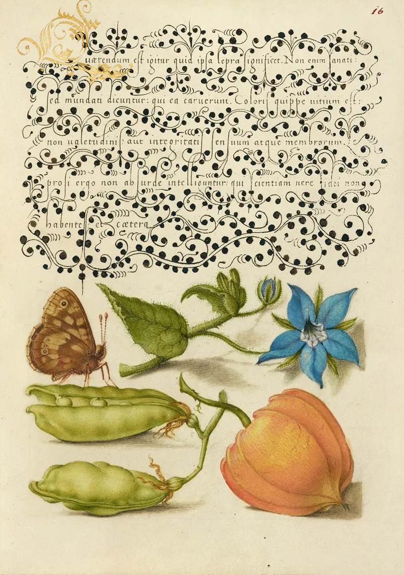 Speckled Wood Talewort Garden Pea And Lantern Plant