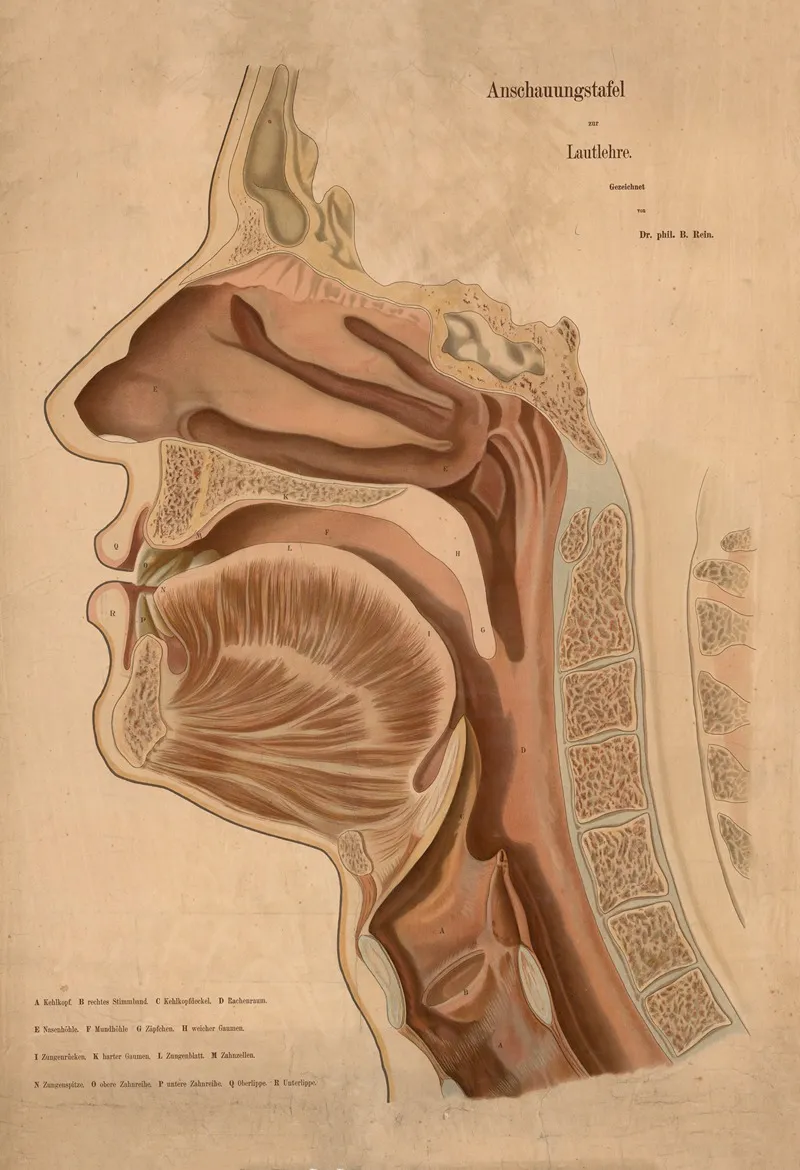 Speech Organs Wall Art by B. Rein - High-Resolution Digital Print