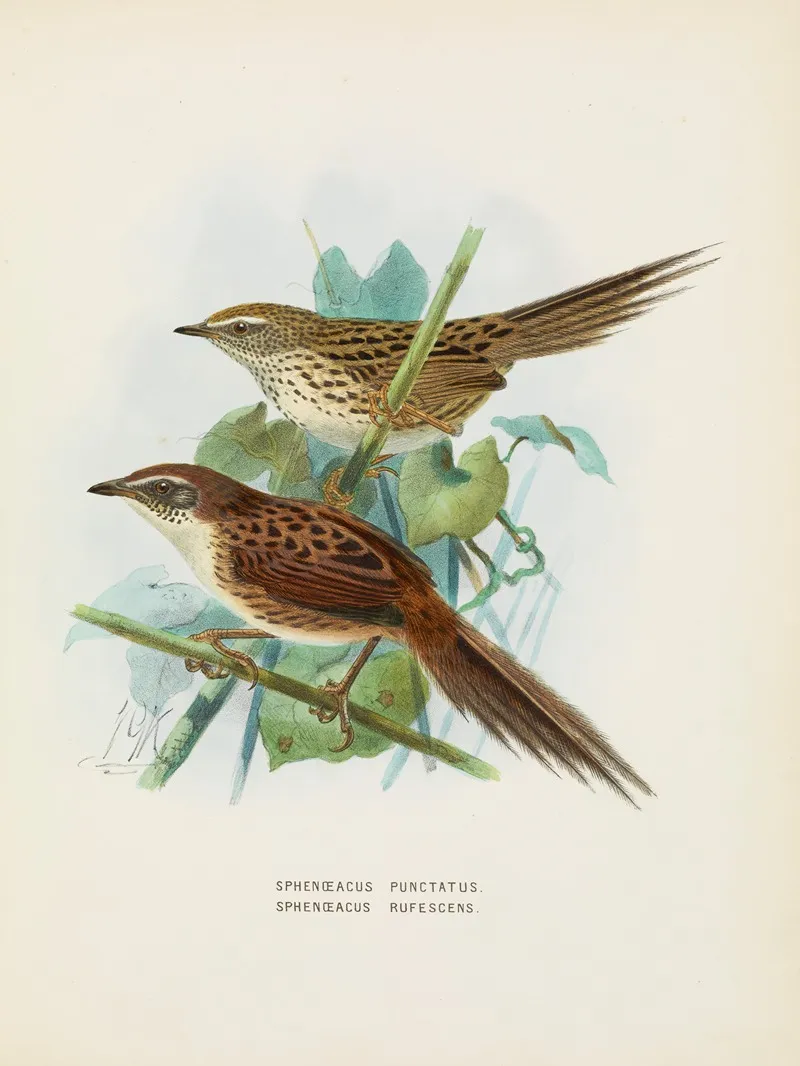 Spenoeacus Punctatus And Spenoeacus Rufescens Wall Art by John Gerrard Keulemans - High-Resolution Digital Print